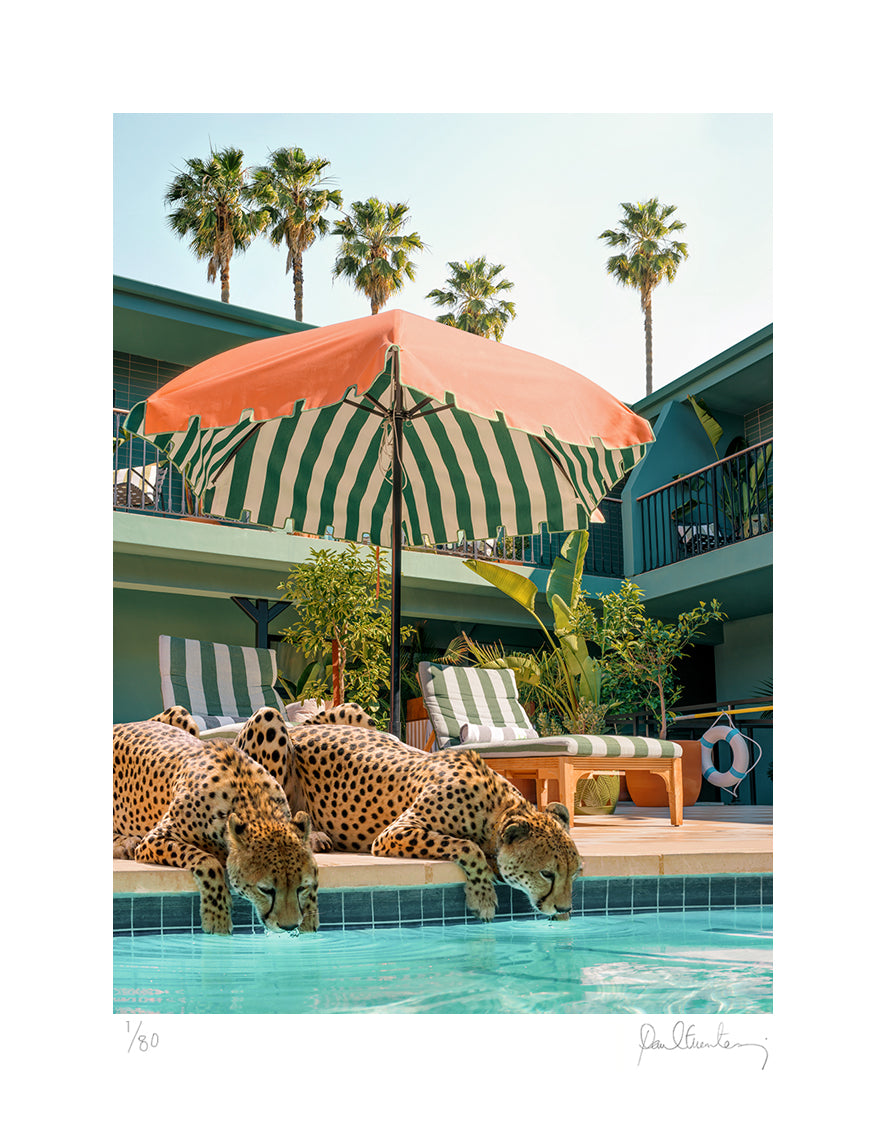 Cheetahs in Hollywood