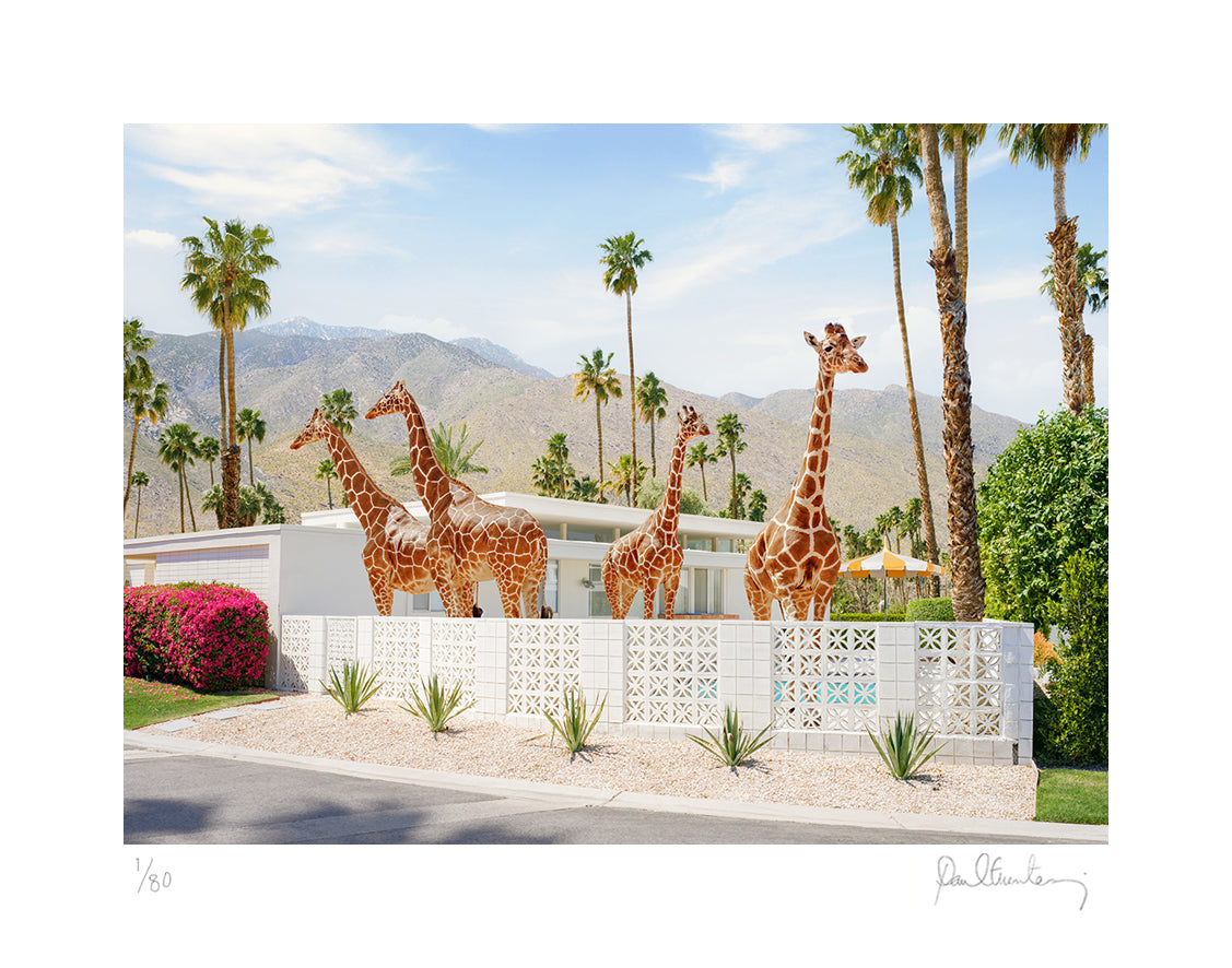 Giraffes in Palm Springs