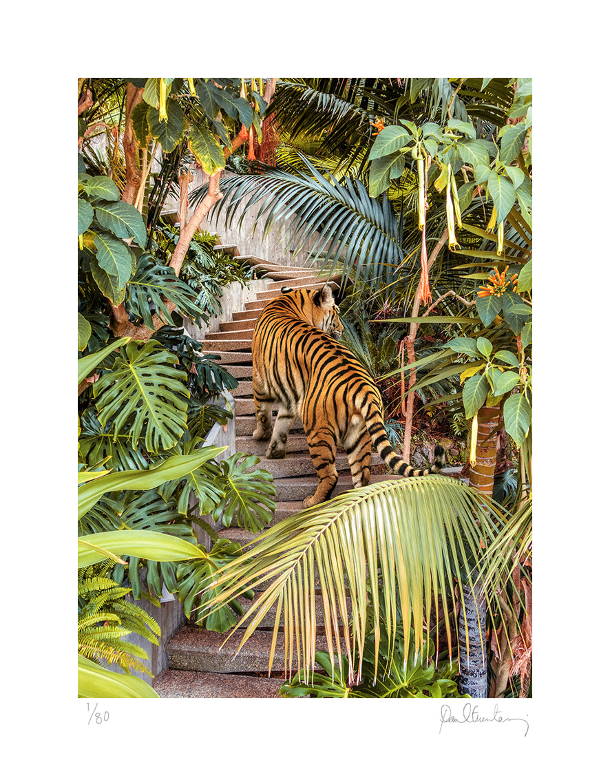 Jungle House Tiger