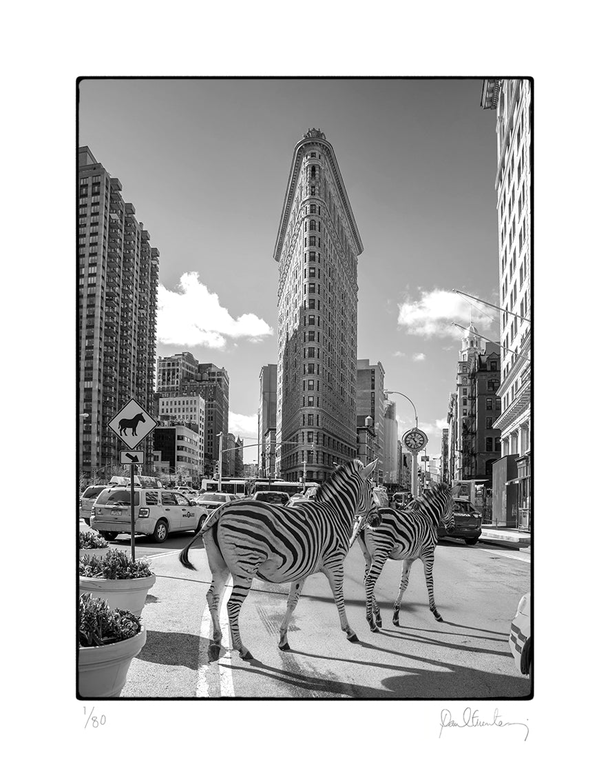 New York Zebra