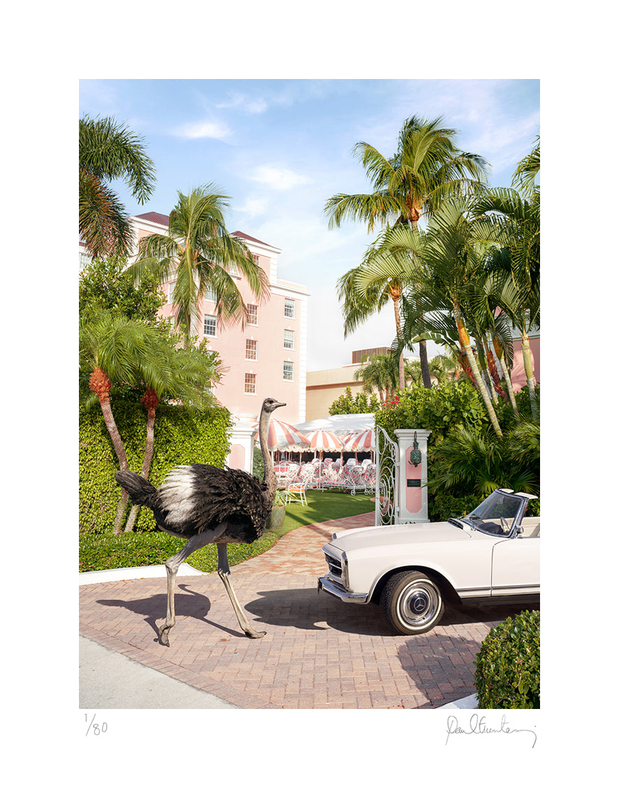 Ostrich Royale