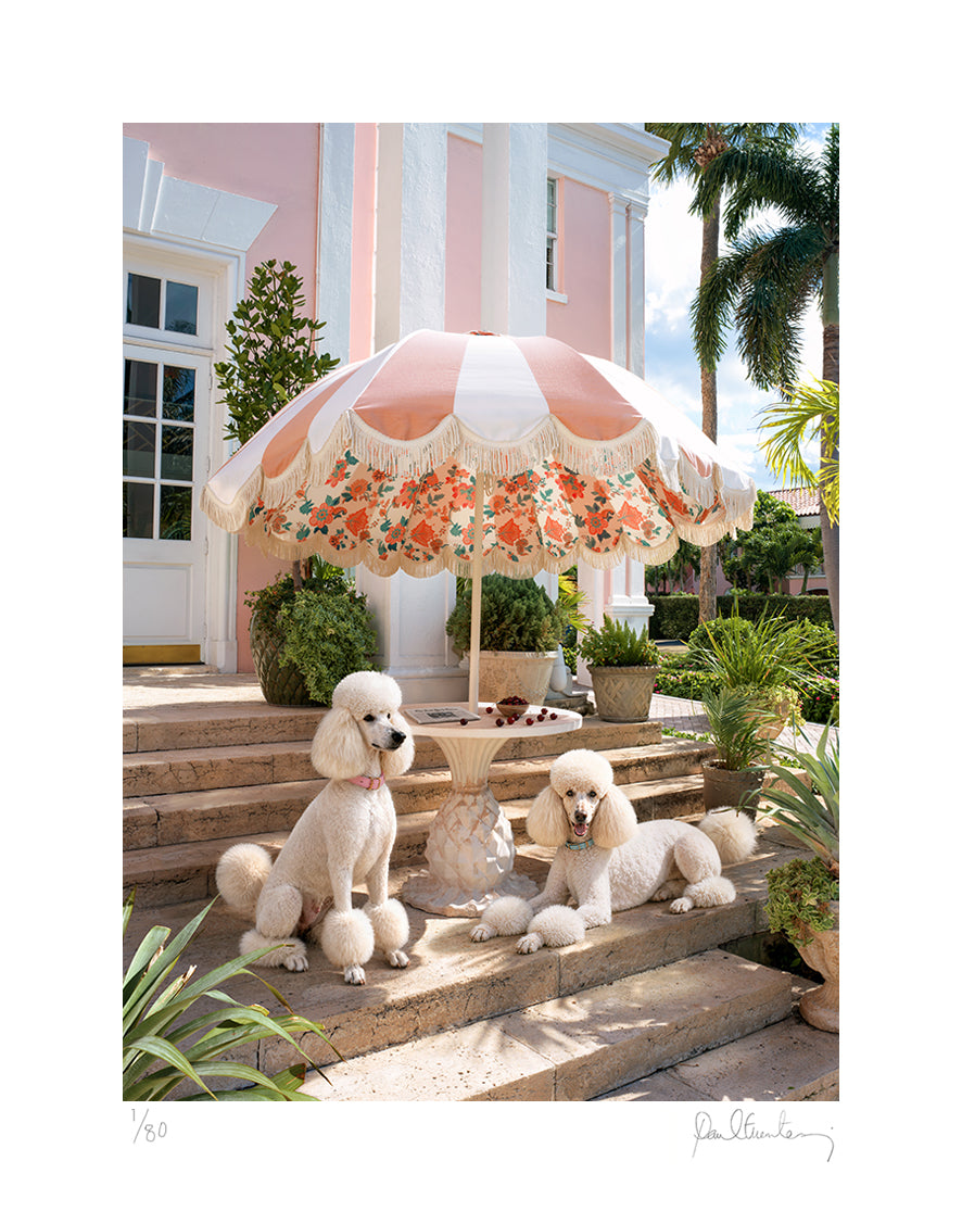 Palm Beach Poodles