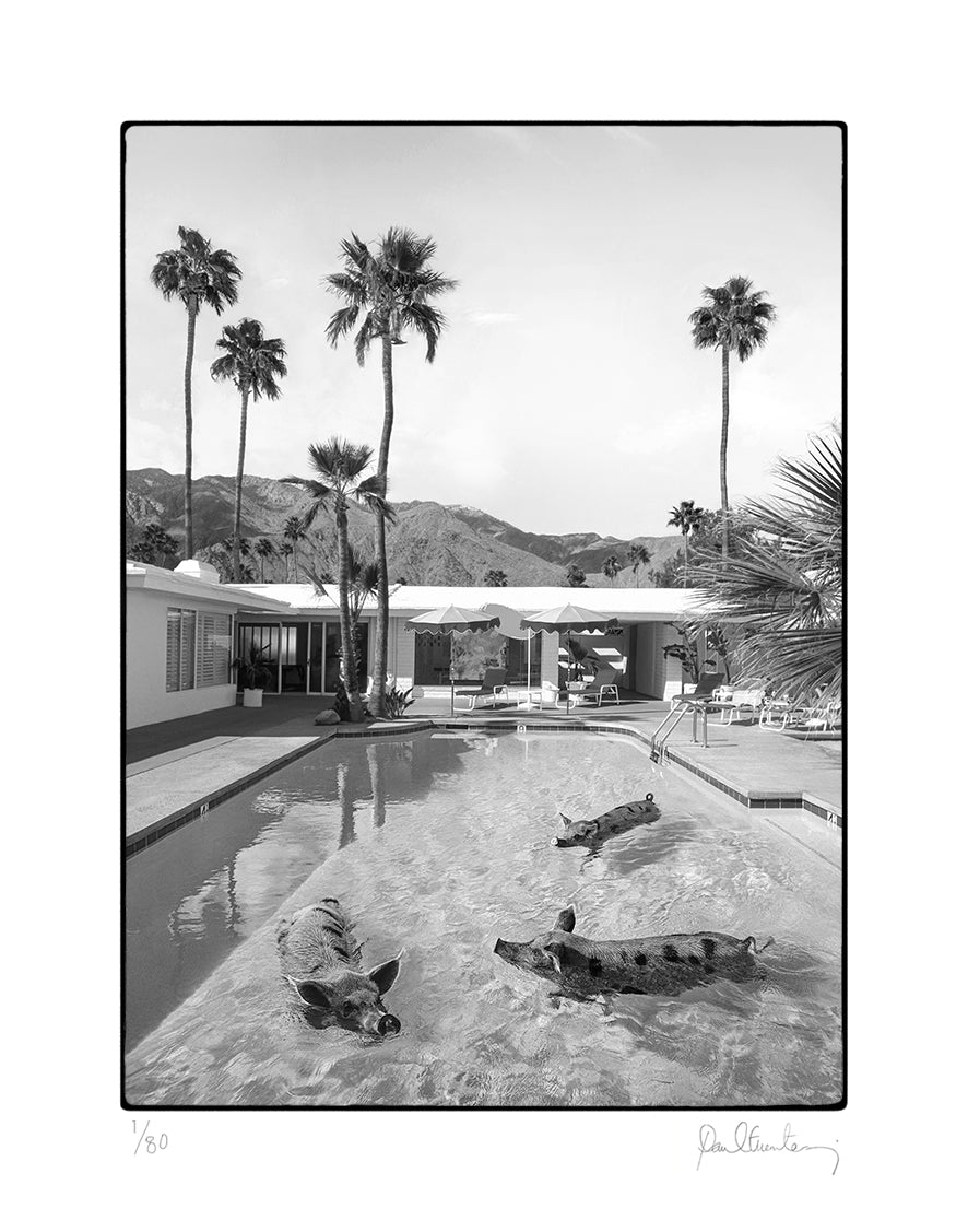 Pig Pool Party B&W