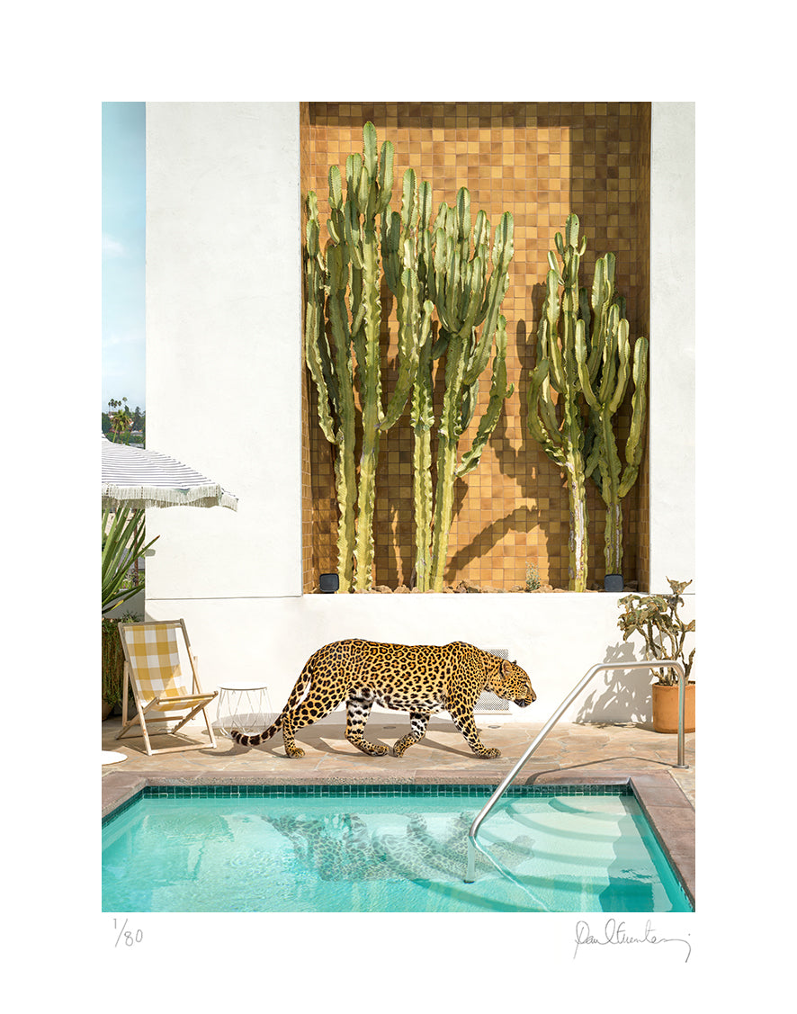 Silverlake Leopard