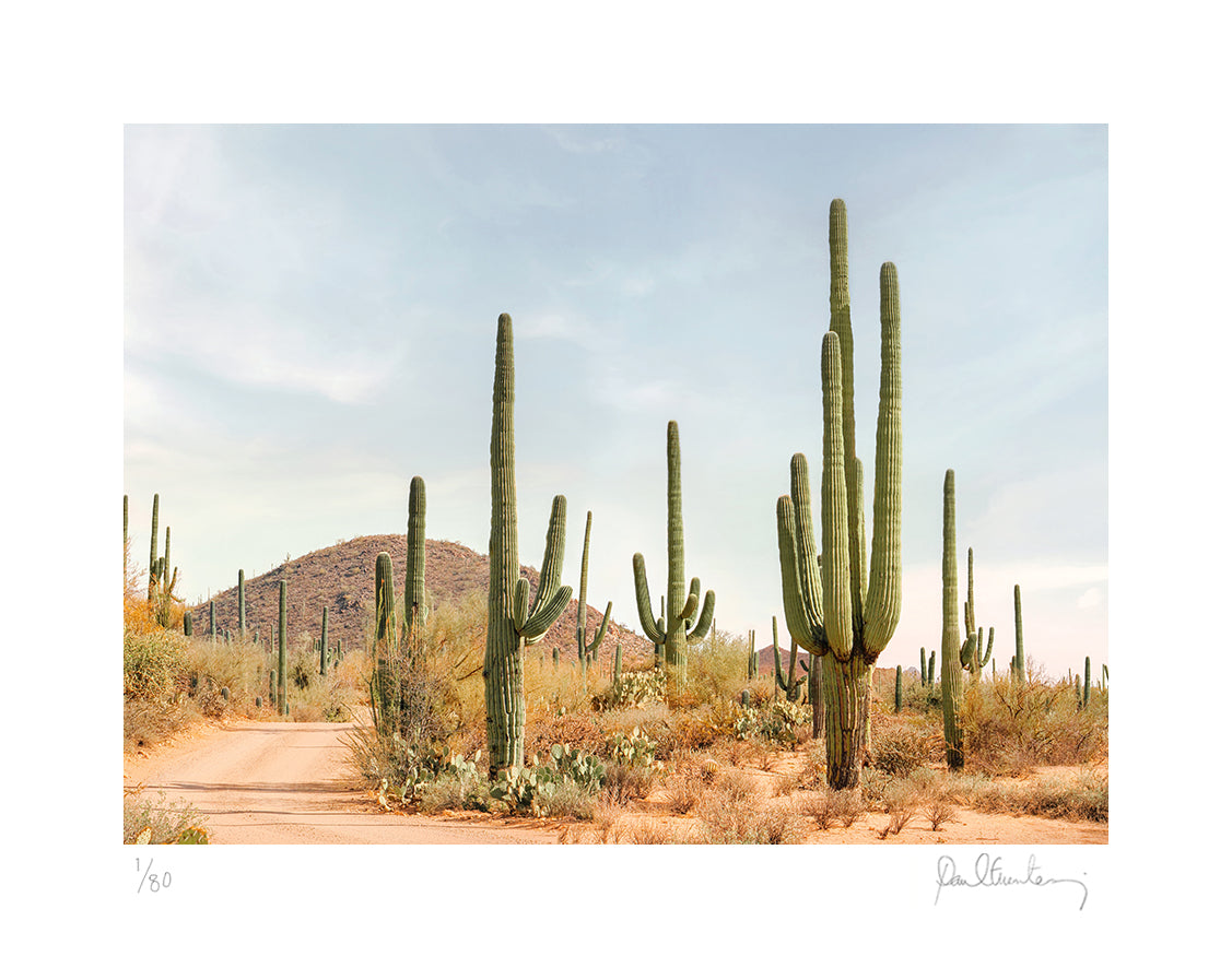 Sonoran Desert