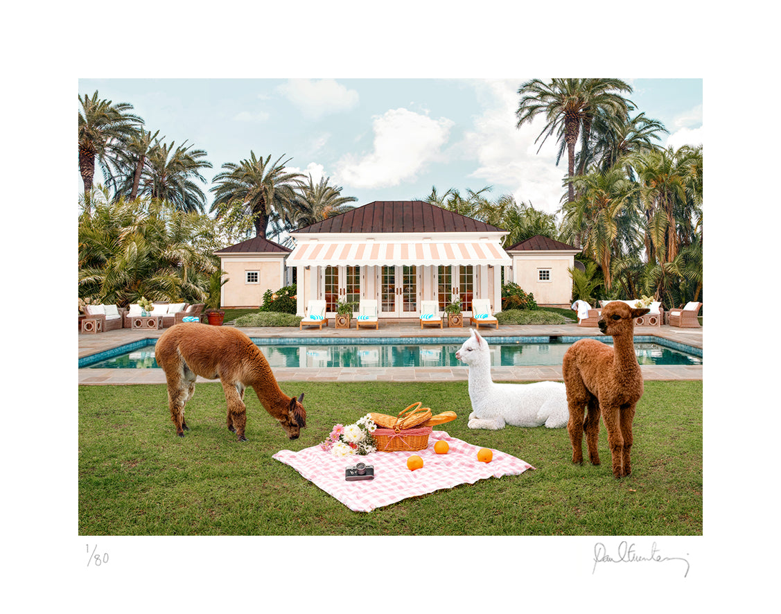 The Picnic