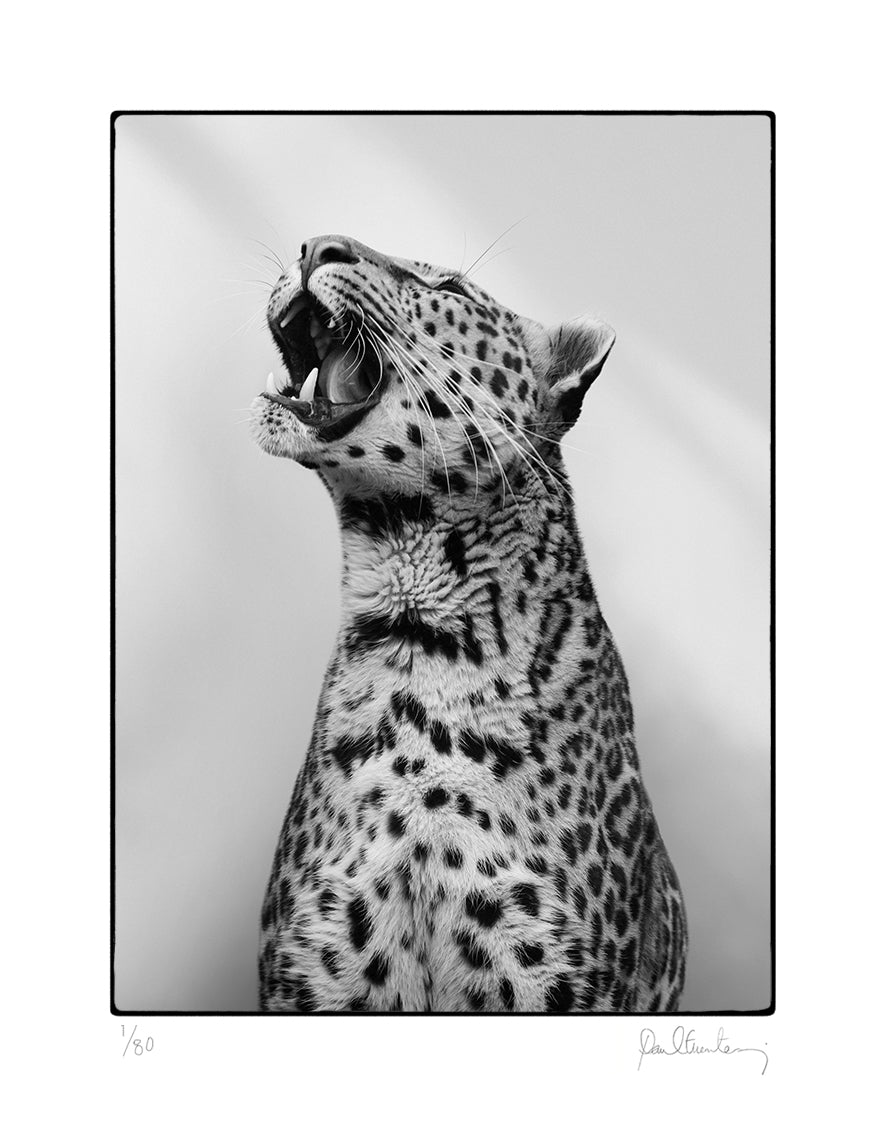 The Roar