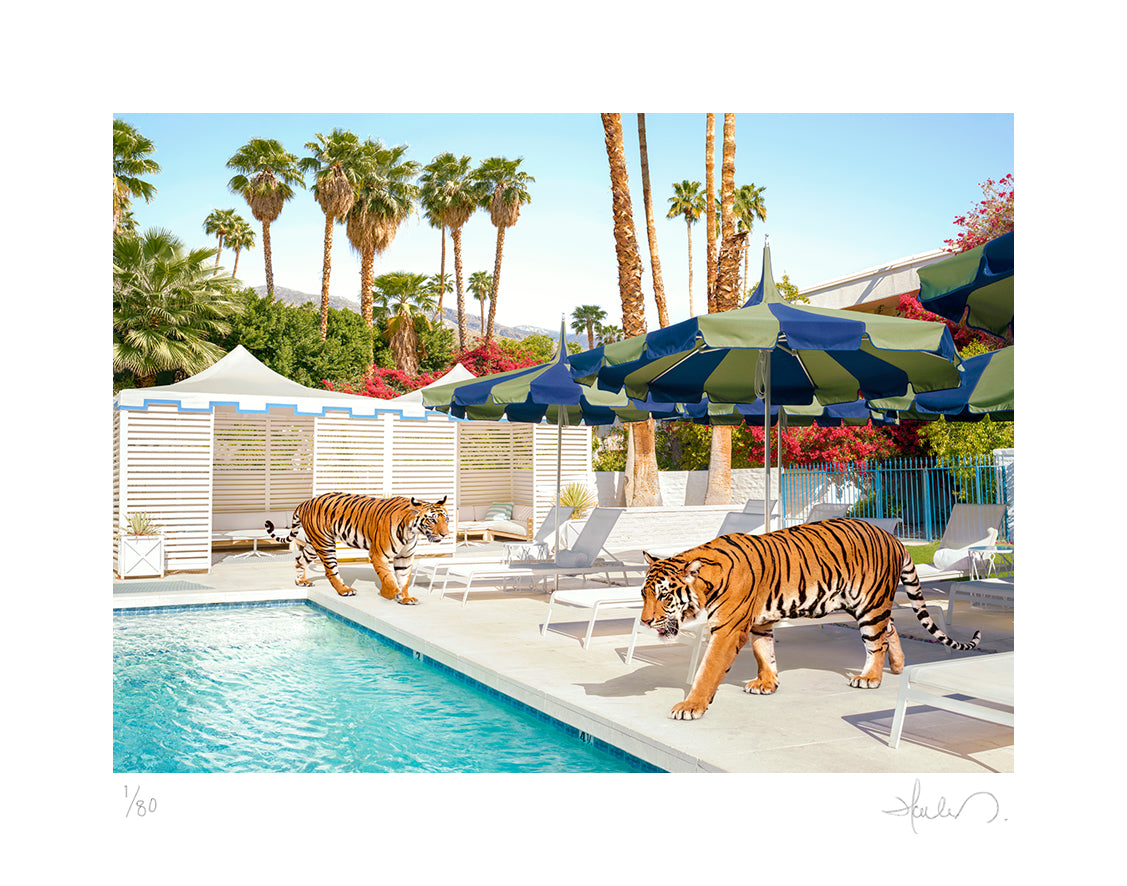Tigers At The Parker