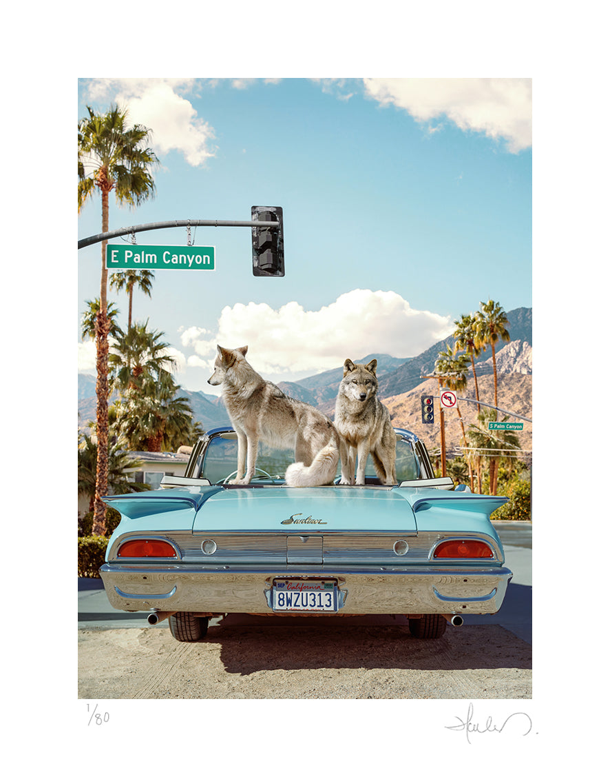 Wolves of Palm Springs