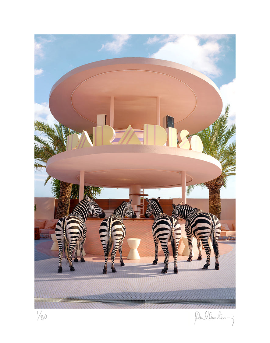 Zebras Paradiso